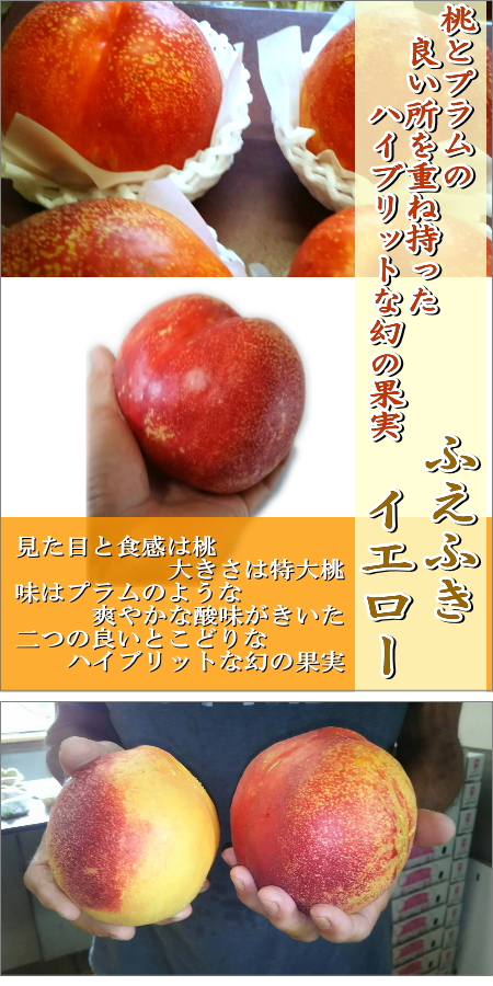 3-25 最終！山梨県産 すもも 1キロ 貴陽 高級プラム 通販